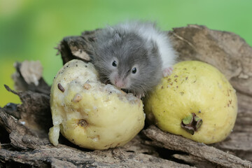 A Campbell dwarf hamster eating a ripe guava fruit that fell onto a rotten tree trunk. This rodent...