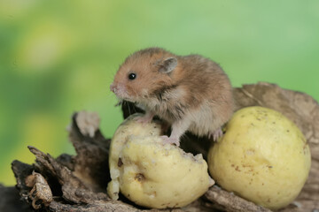 A Campbell dwarf hamster eating a ripe guava fruit that fell onto a rotten tree trunk. This rodent...
