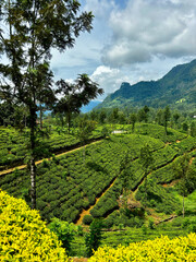 Fototapeta premium green tea plantation