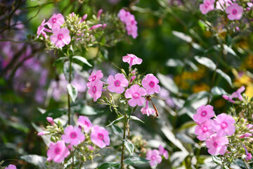 クサキョウチクトウ