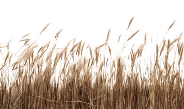 PNG Golden wheat field landscape - Powered by Adobe