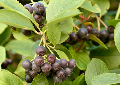 Black chokeberry or Aronia melanocarpa (Michx.) Elliot Rosaceae berries on branch