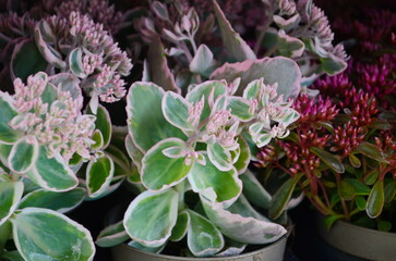 Closeup green and pink Sedum Spurium Tricolor leaves background. Natural foliage textured pattern