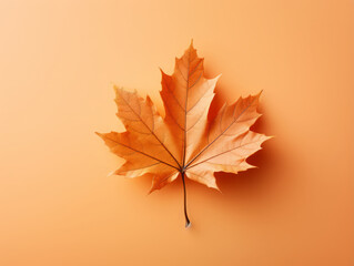 Fototapeta premium Awesome Flower in autumn mood in soft magical colors