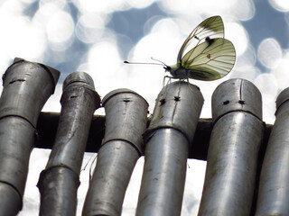Butterfly of Peace