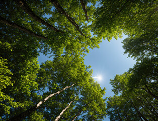 Fototapeta premium Sunlight Streaming Through Lush Green Tree Canopy in Serene Forest Setting