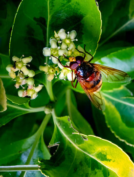 Closeup of a small bee and an ant in garden in central Europe