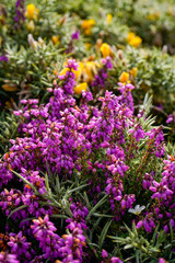 Obraz premium Bell heather, Erica cinerea at the cliffs, Galicia, Spain