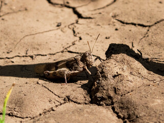 photo grasshopper on the ground