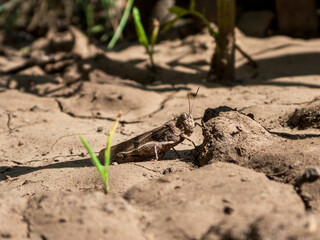 grasshopper on the ground
