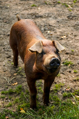 Piggy with piercing on the muzzle, rural area, Galicia, Spain