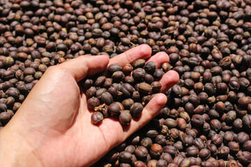 Dried Berries Coffee Beans on hands