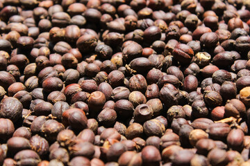 Close up of Coffee Beans Berries drying natural process