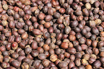 Coffee Beans Berries drying natural process