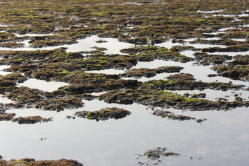 Coral rocks are visible during the ebb and flow of the sea water at Sadranan Beach