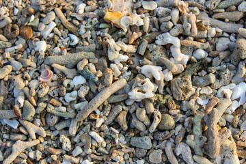 Some Dead Corals are scattered on the beach. Marine Life