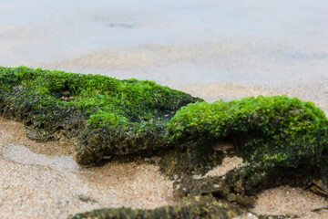 Sea green algae on stone in water. Wet seaweed covered stone. Green seagrass covered boulder on sea...