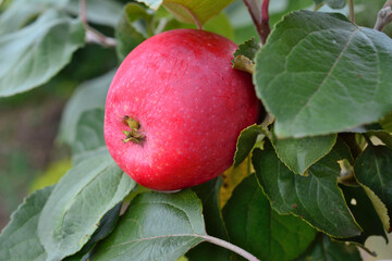 a red apple with green leaves and a red spot on it close up