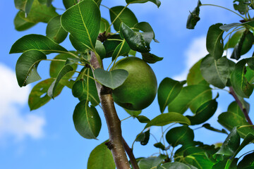 a tree with green pear fruit on it and a blue sky behind it  