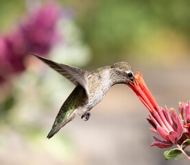 hummingbird with flowers