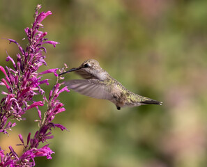 hummingbird with flowers