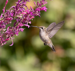 hummingbird with flowers