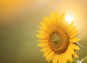 Obraz premium Radiant Sunflower Blooming Under Warm Sunset Glow in Serene Field