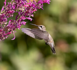 hummingbird with flowers