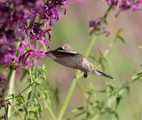 hummingbird with flowers