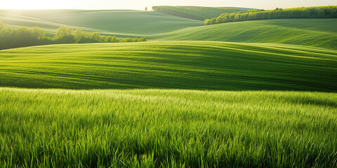 Lush Green Rolling Hills Under Sunlight with Dense Forest in Background