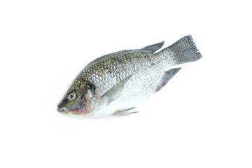 Nile Tilapia fish isolated on white background, Raw fish