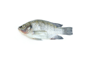 Nile Tilapia fish isolated on white background, Raw fish
