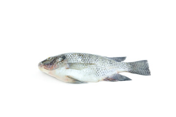 Nile Tilapia fish isolated on white background, Raw fish