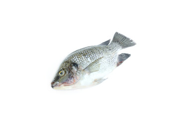 Nile Tilapia fish isolated on white background, Raw fish