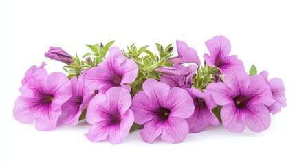 Obraz premium A cluster of vibrant purple petunia flowers on a white background.