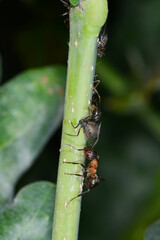 Rote Waldameise, Formica rufa