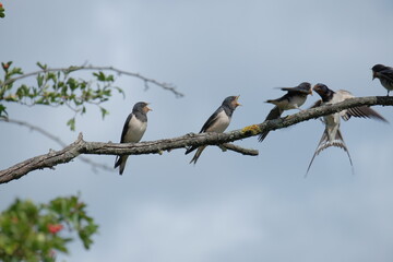 Swallows on a tree