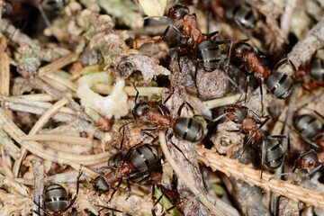  Rote Waldameise, Formica rufa