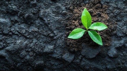 Naklejka premium World Soil Day. Seedling growing from soil. World environment day. Ecology, environmental protection, renewable, sustainable energy sources. The problem of climate change, drought. Horizontal banner