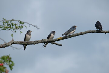 Swallows on a tree