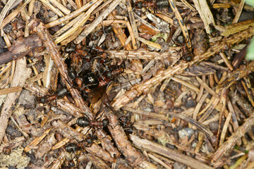 Rote Waldameise, Formica rufa