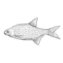 Sketch fish isolated on white background