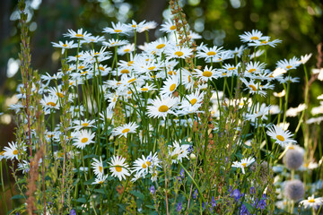 Daisy, blossom or flowers growing in field outdoor environment for digestive medicine, nectar or pollen. Garden, natural chamomile or bellis perennis plants blooming outside in nature, park or spring © SteenoWac/peopleimages.com
