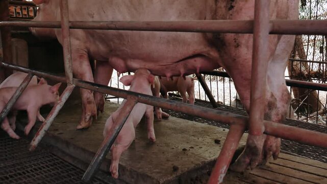 Suckling piglets suckling a sow farm, Small piglet drinking milk from breast pig in the farm
