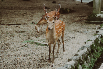 春日大社にいる鹿