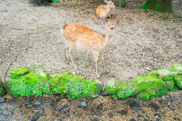 春日大社にいる鹿