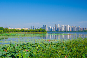 Summer scenery of Wuhan East Lake Scenic Area