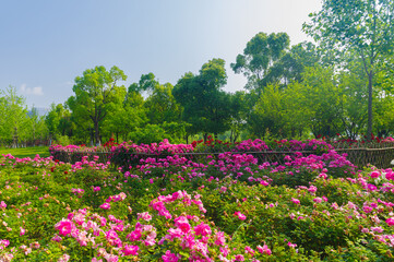 Summer scenery of Wuhan East Lake Scenic Area