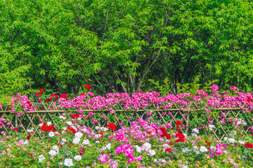 Summer scenery of Wuhan East Lake Scenic Area