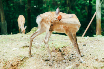 春日大社にいる鹿